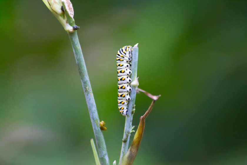 black swallow tail caterpillar