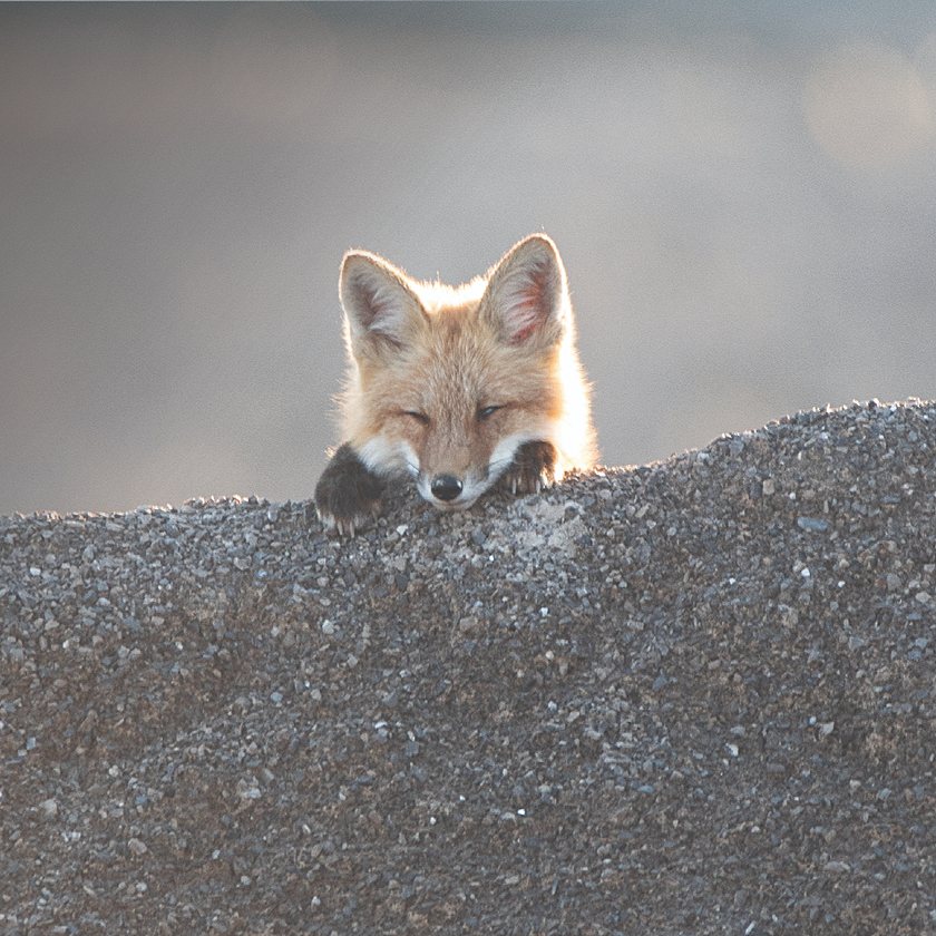 red fox in quarry 